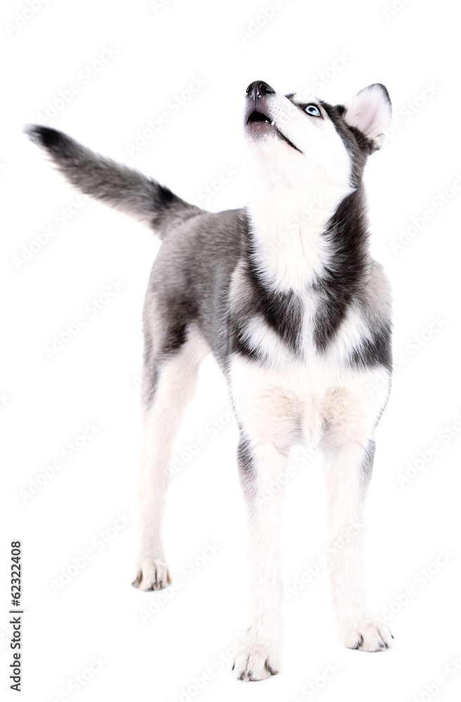 Fototapeta premium Beautiful cute husky puppy, isolated on white