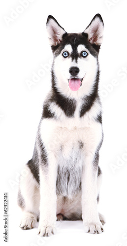 Beautiful cute husky puppy  isolated on white