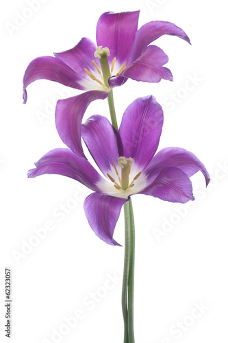 Fototapeta Naklejka Na Ścianę i Meble -  tulip