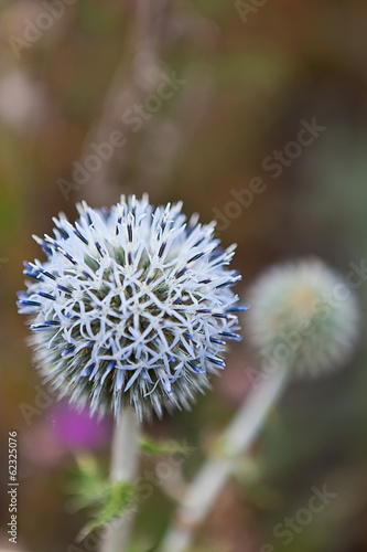 thistle flower closeup