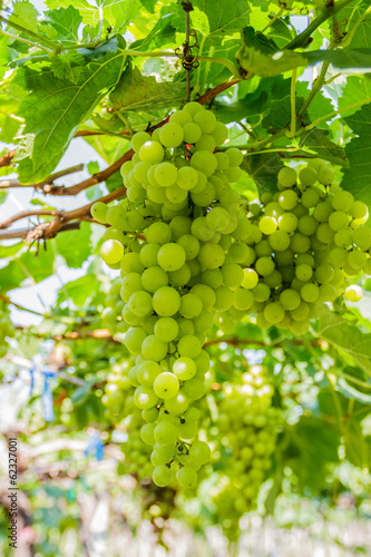 Fresh green vineyards.