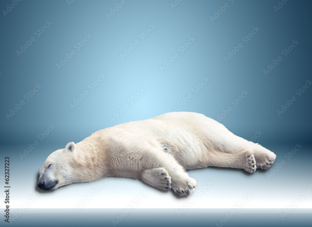 Fototapeta premium one polar bear