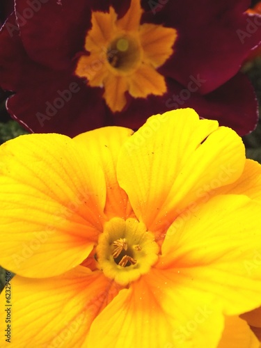 Detail of yellow Primula