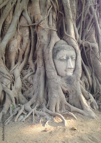 head of image buddha in a tree © prawin99