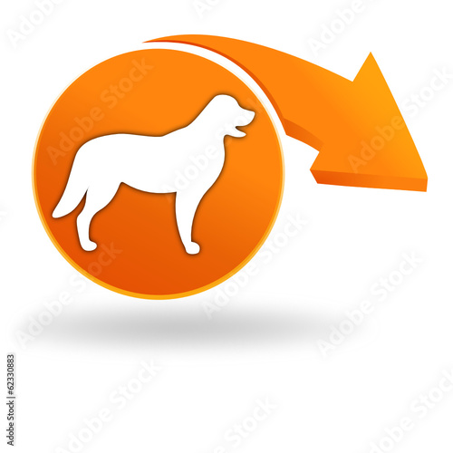 chien sur bouton orange
