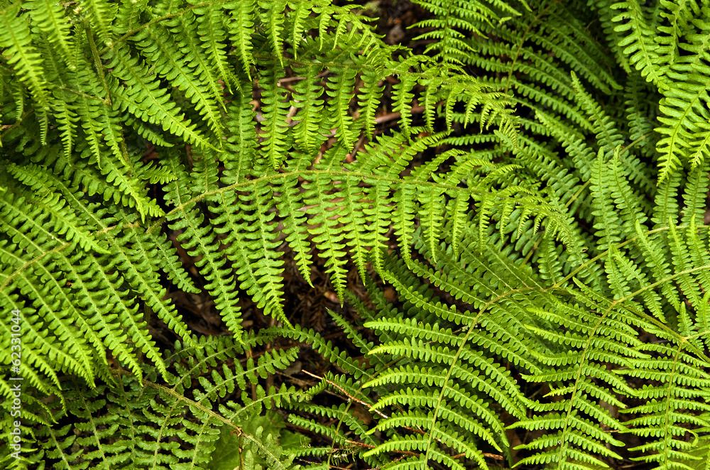 Variety of green ferns