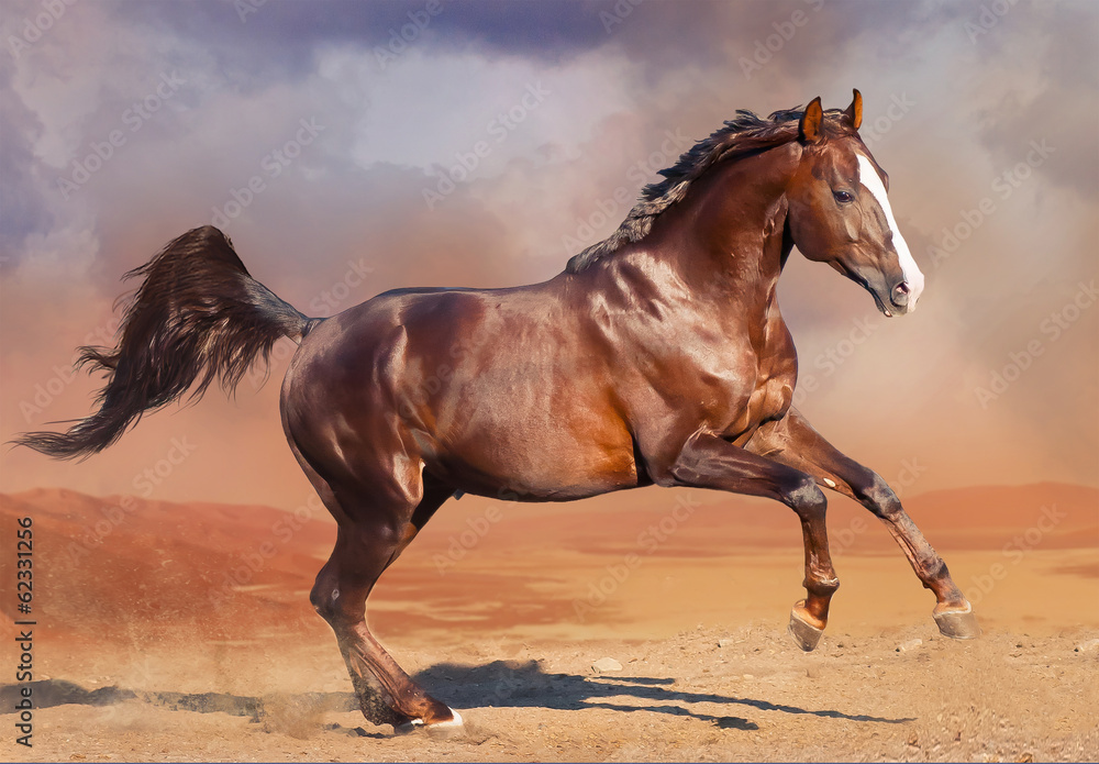 horse running in the desert horse running in the desert