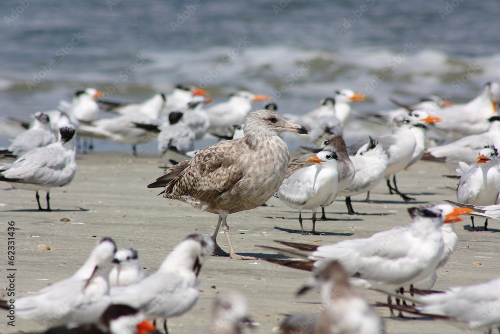 Juvenile Seagull within a Group of Terns Juvenile Seagull within a Group of Terns
