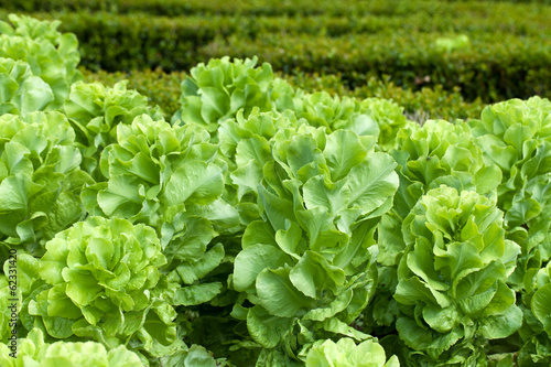 Field of Green Frisee lettuce growing in rows