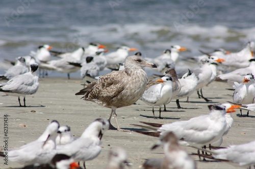 Juvenile Seagull within a Group of Terns