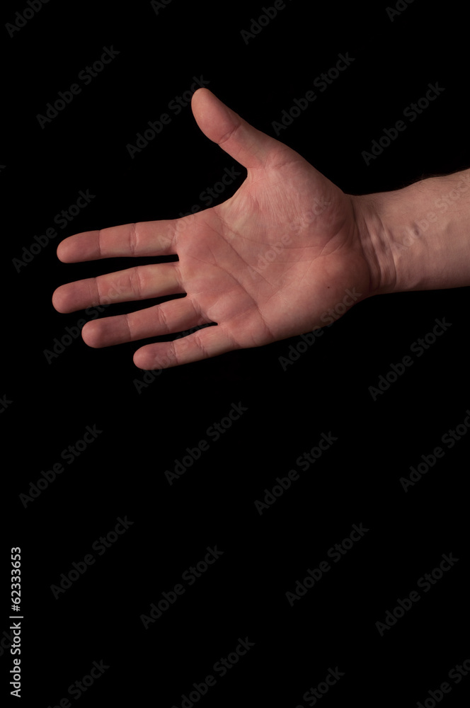 Palm Palm