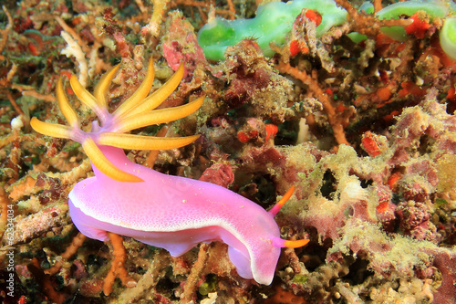 Nudibranch Sea Slug