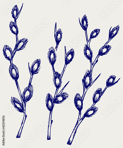 Pussy willow branches. Doodle style