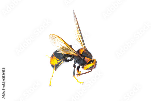 European wasp Vespula germanica isolated on white background