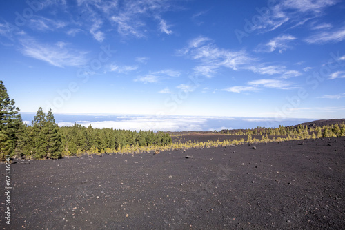 pine trees on a volcanic landscape in Tenerife