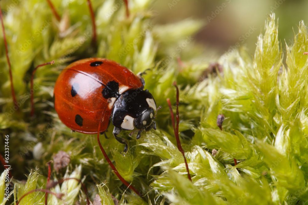 Obraz premium Macro red ladybug on a fluffy moss spring. horizontal