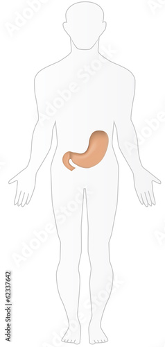Stomach in Situ
