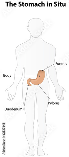 Stomach in Situ Labeled Diagram