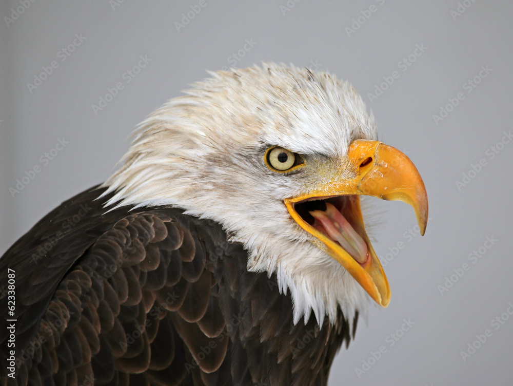 Obraz premium Talking Bald Eagle