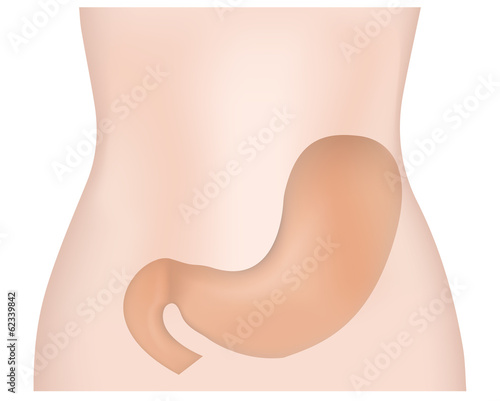 Stomach Belly Tummy