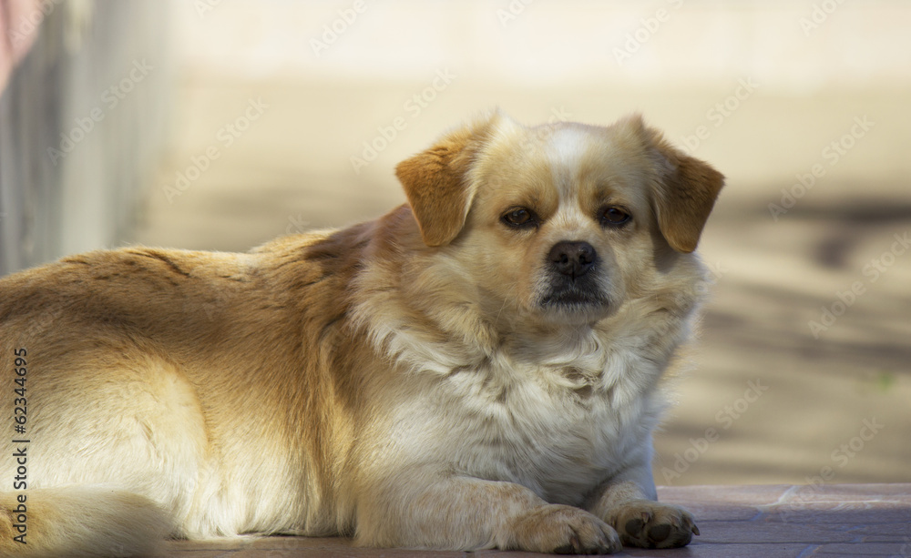 Portrait of a dog Portrait of a dog