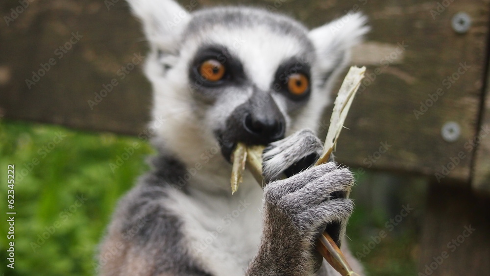 Fototapeta premium Affee im Zoo