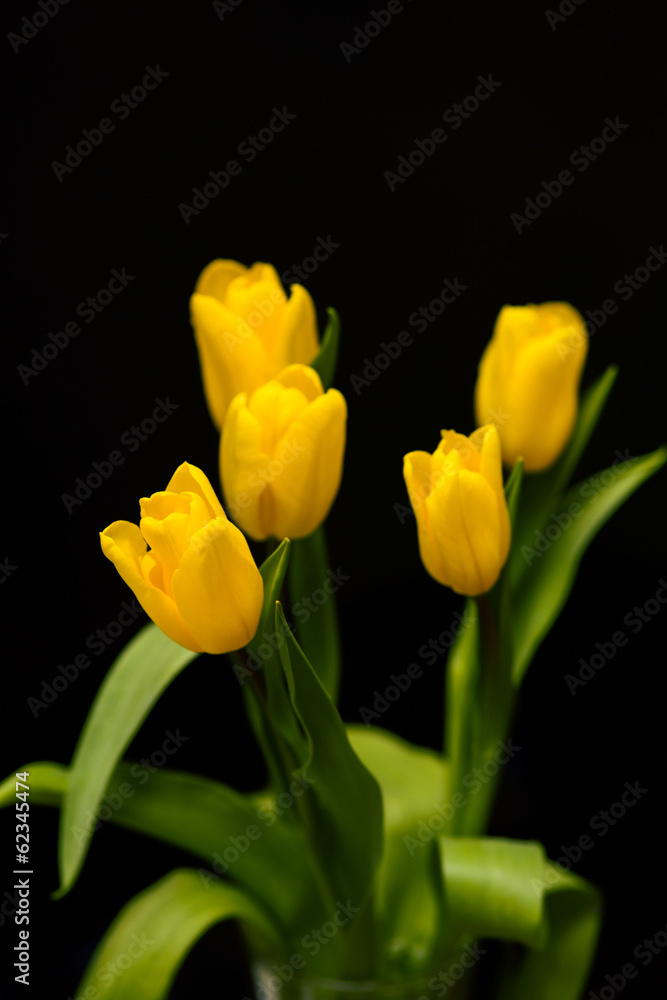 Tulips Tulips