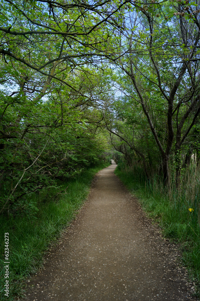 Camino en la naturaleza, sendero