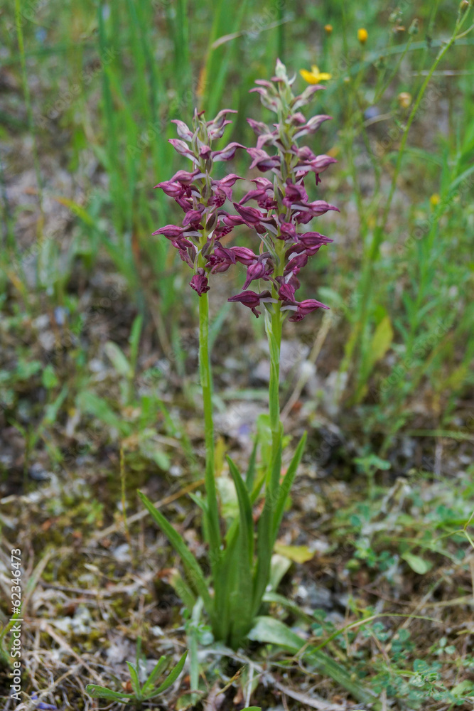 Orquídea, Anacamptis coriophora subsp. fragrans Orquídea, Anacamptis coriophora subsp. fragrans