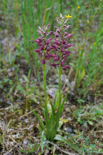 Orqu  dea  Anacamptis coriophora subsp. fragrans