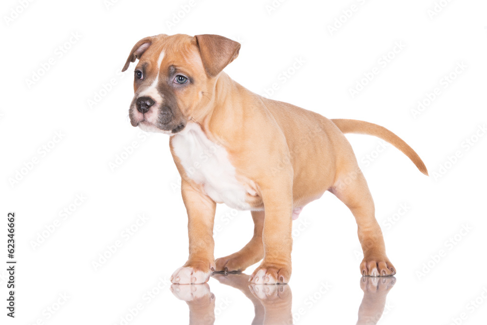 young puppy on white