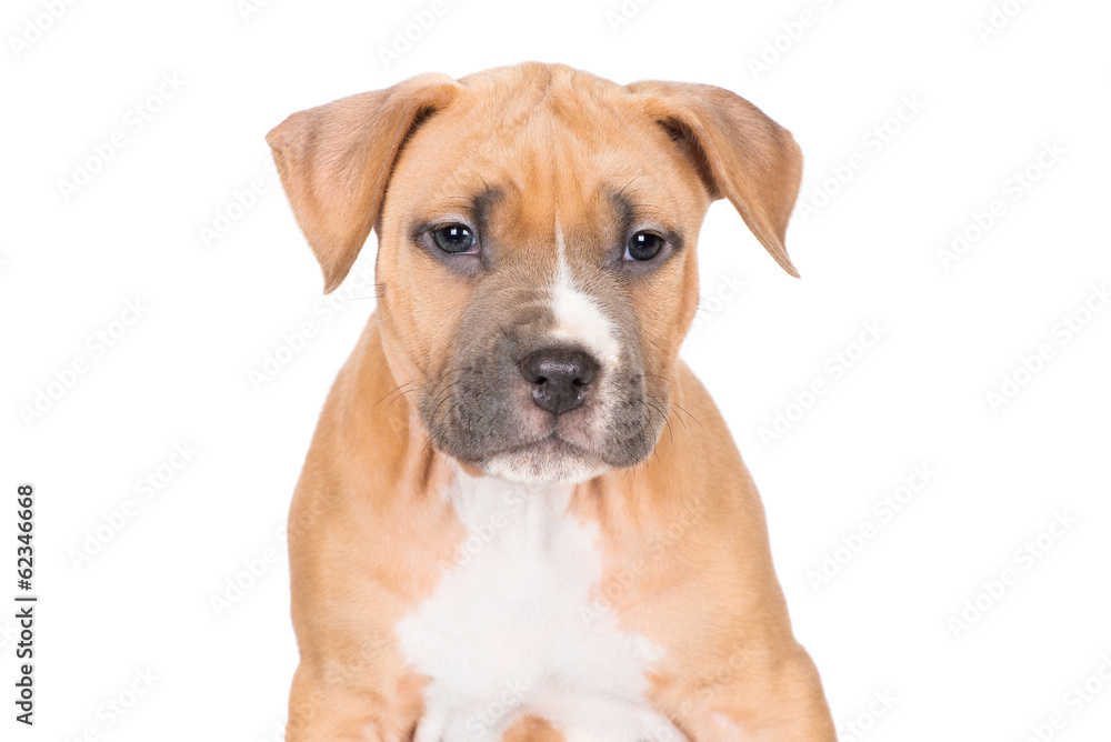 adorable puppy portrait