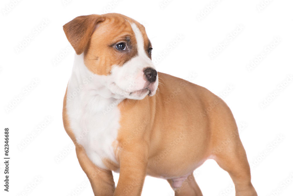 american staffordshire terrier puppy