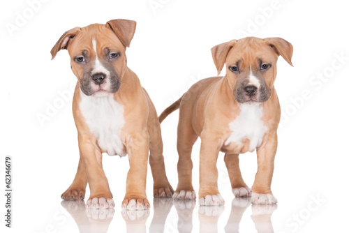 two curious puppies together