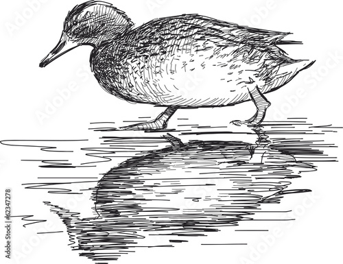 walking wild duck