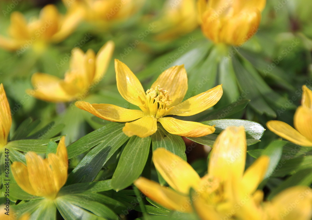 Yellow eranthis flower in early spring Yellow eranthis flower in early spring