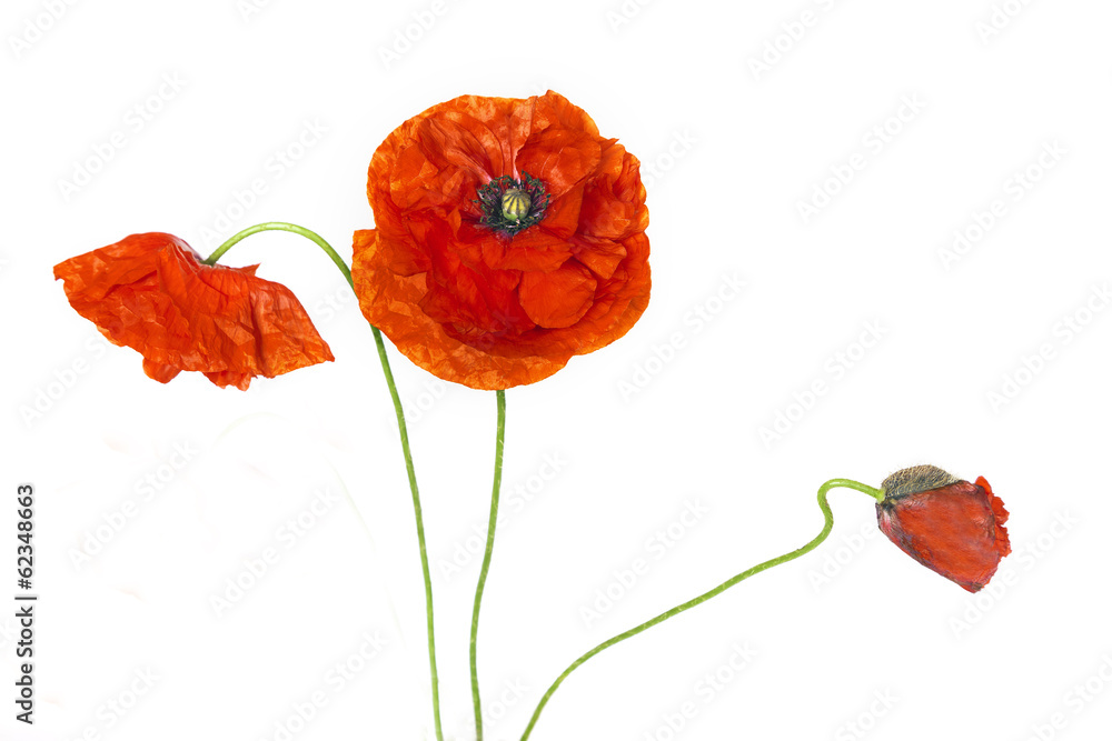 Naklejka premium Red poppies isolated on white background