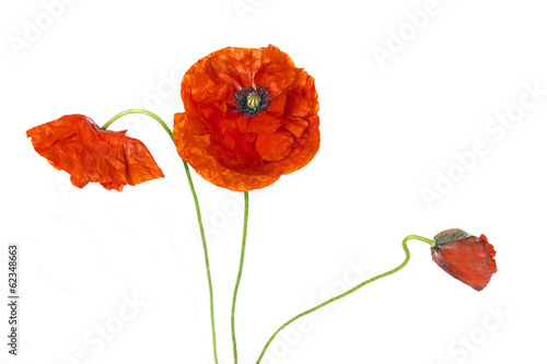 Fototapeta Naklejka Na Ścianę i Meble -  Red poppies isolated on white background