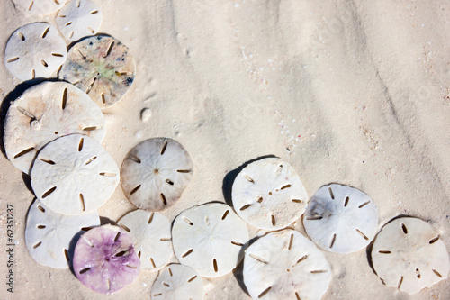 Slika na platnu Sand dollars