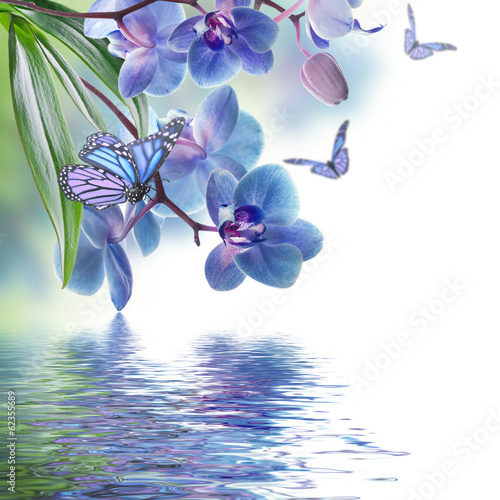 Fototapeta Naklejka Na Ścianę i Meble -  Floral background of tropical orchids and  butterfly
