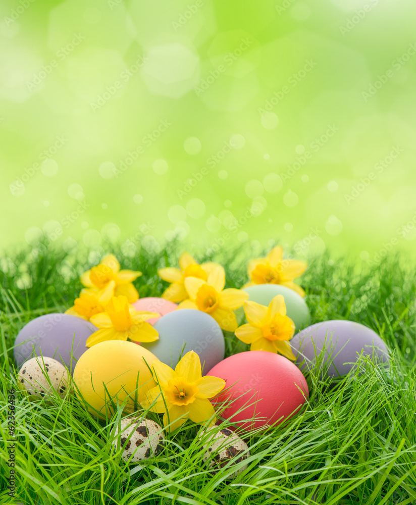 easter eggs and daffodils flowers in grass easter eggs and daffodils flowers in grass
