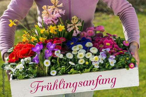 Fototapeta Naklejka Na Ścianę i Meble -  Frühlingsbote