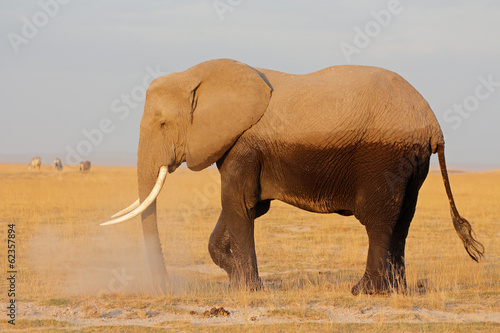 African elephant  Amboseli National Park