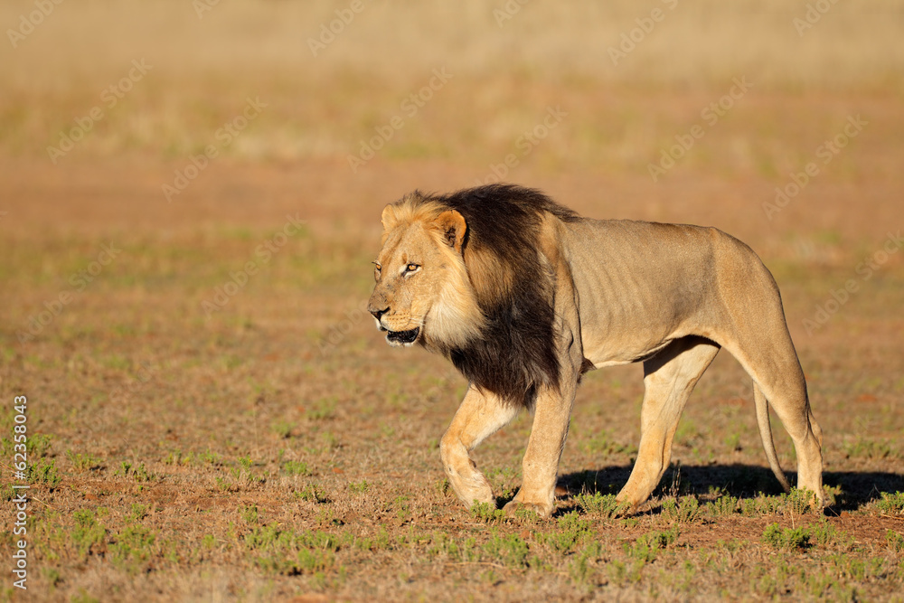 Walking African lion, Kalahari desert Walking African lion, Kalahari desert