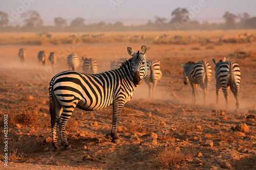 Plains Zebras  Amboseli National Park