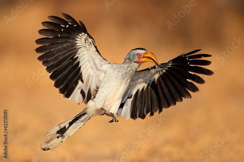 Yellow-billed hornbill landing photo
