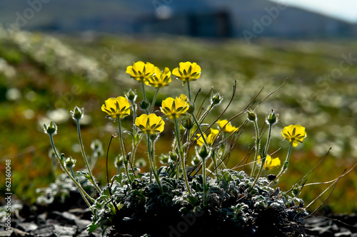 Arctic Chukotka. Flowers in the  tundra.