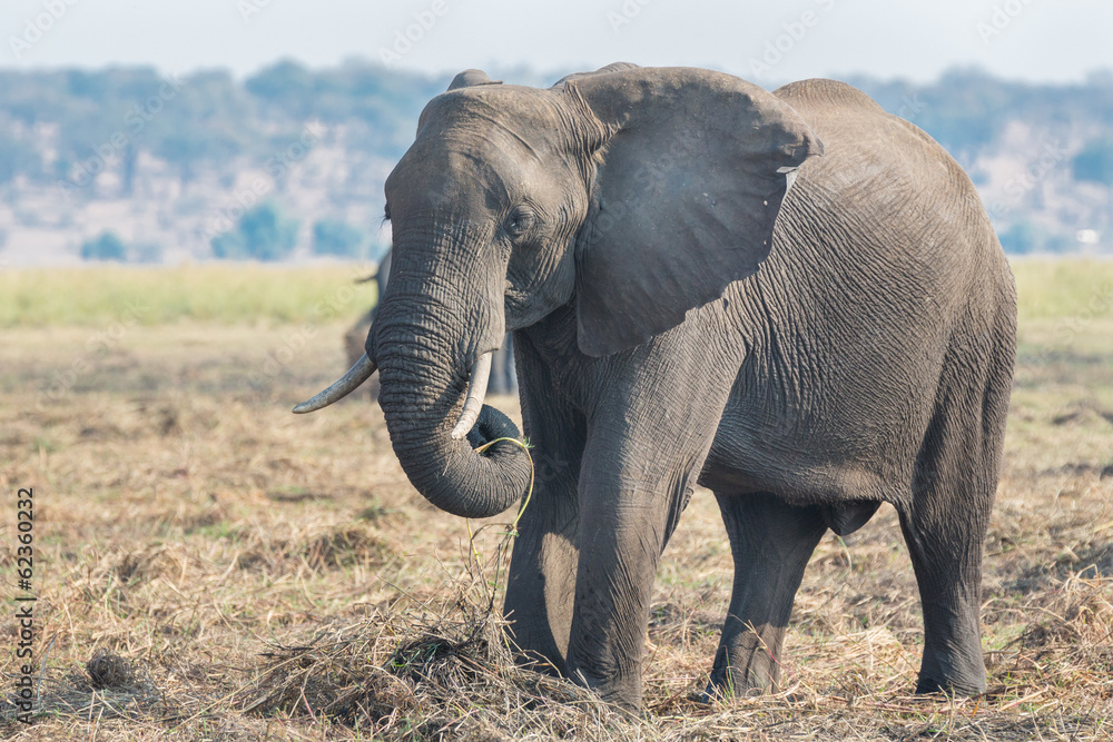 Obraz premium elephant eating