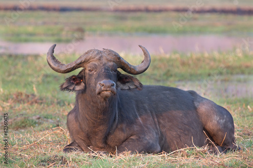 African buffalos © F.C.G.