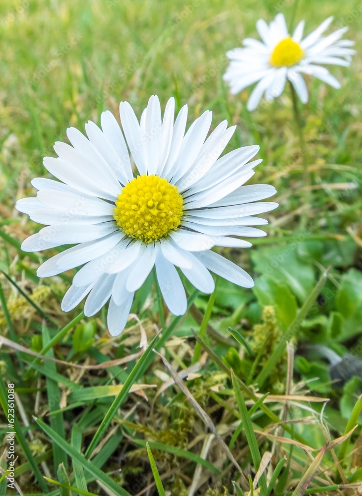 Fototapeta premium A close up of a daisy flower in the grass
